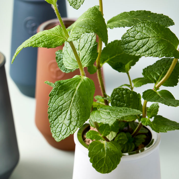 Basil Tapered Tumbler Herb Garden