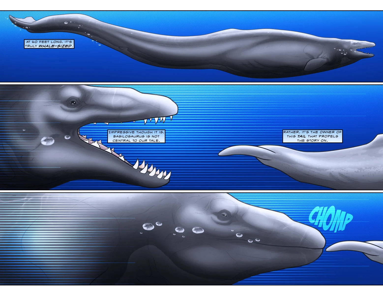 50 Million Years of Whales