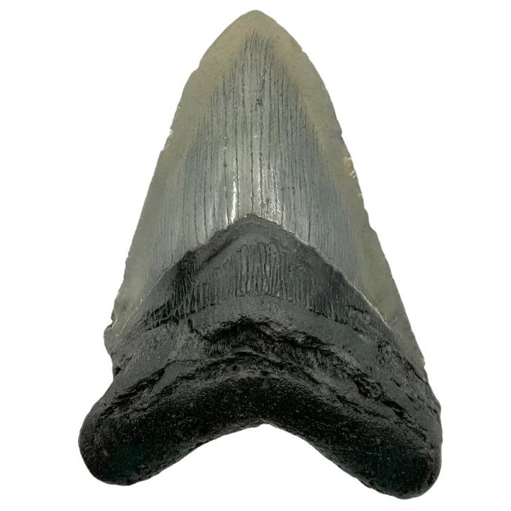 5" Megalodon Tooth