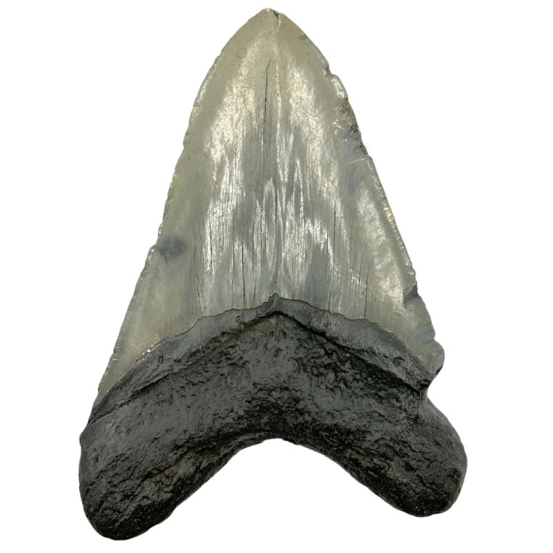 5" Megalodon Tooth