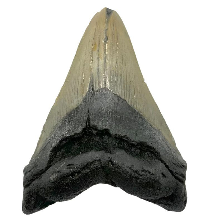 5" Megalodon Tooth