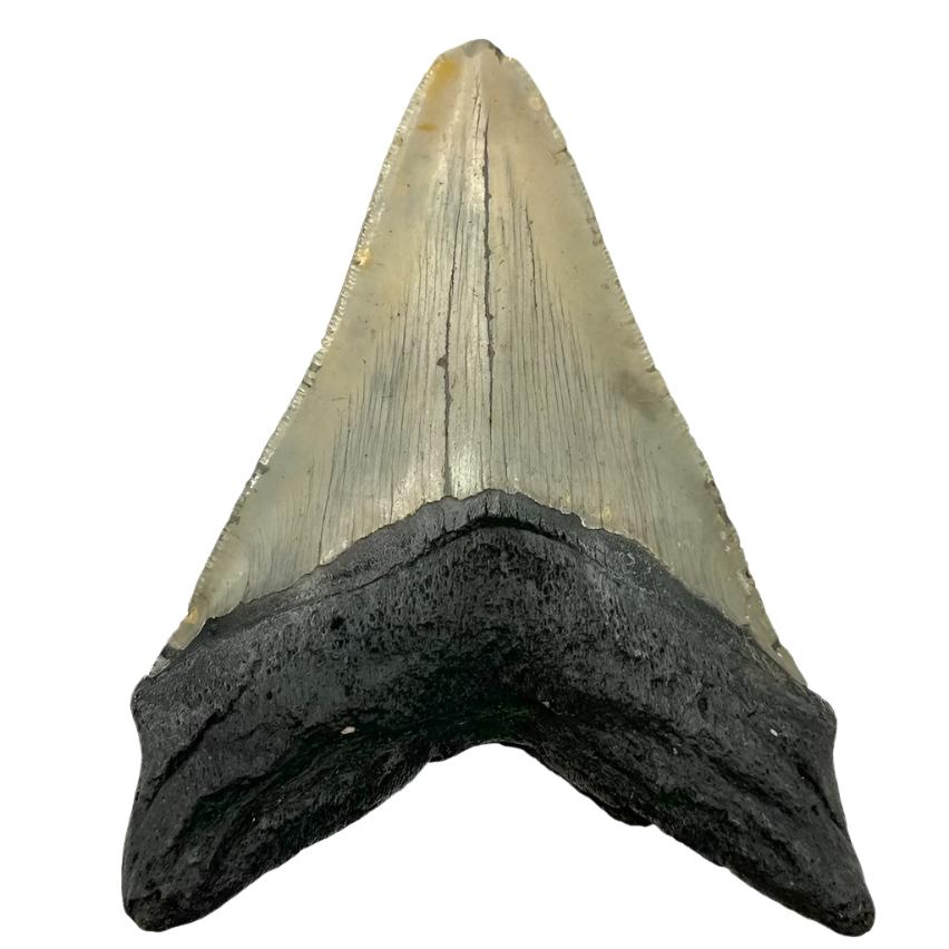 5" Megalodon Tooth