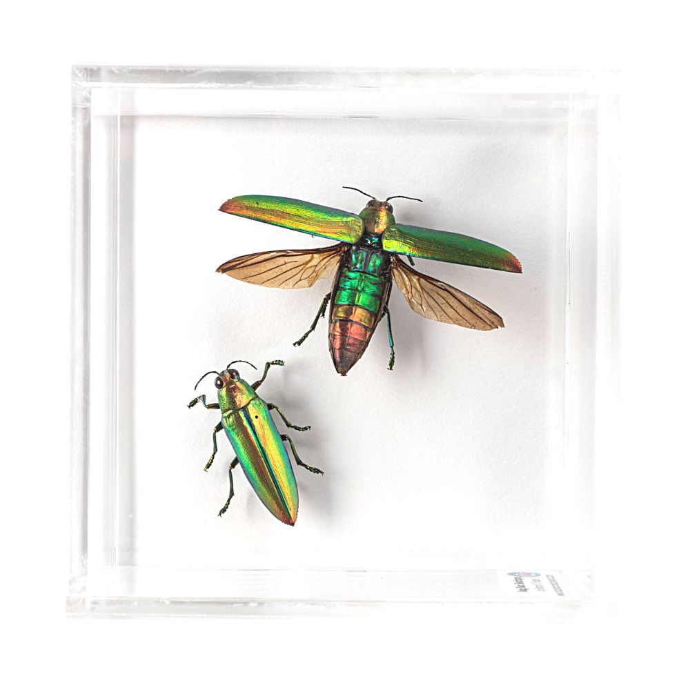 Jewel Beetle Acrylic Box