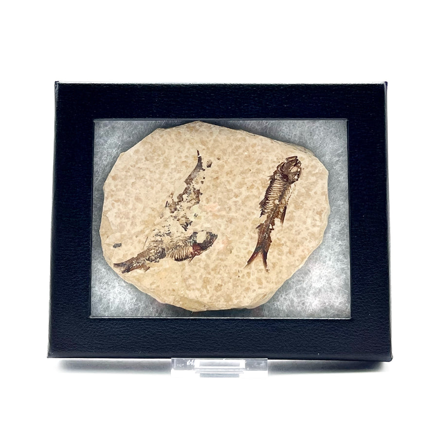 Fossilized fish specimen in a black frame on a white background