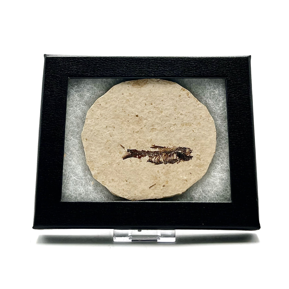 Fossilized fish in a round stone on a framed in black with a white background