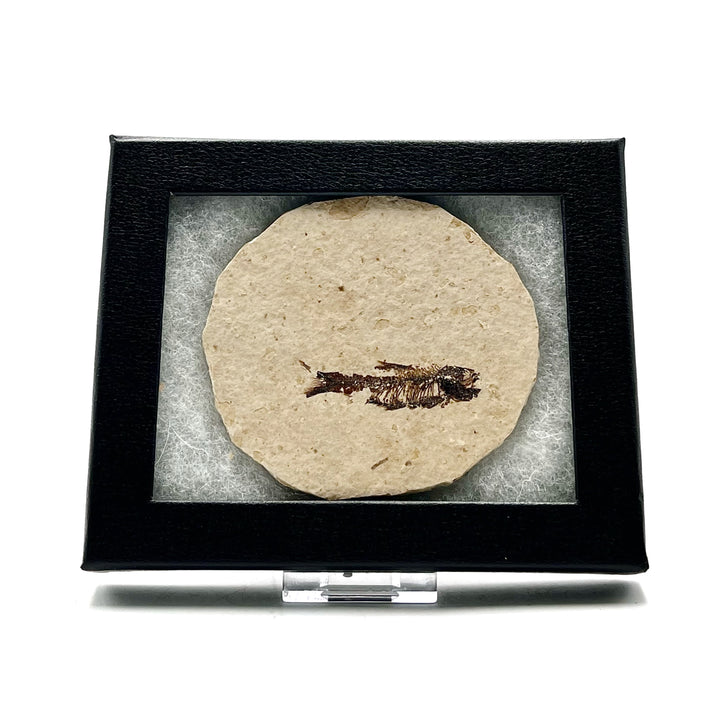 Fossilized fish in a round stone on a framed in black with a white background