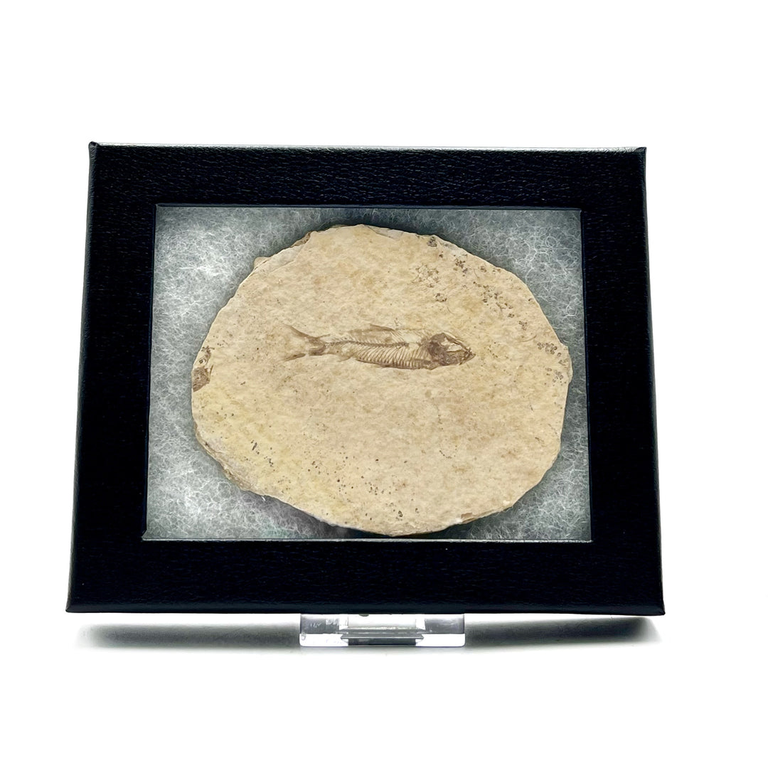Fossilized fish specimen in a black frame on a white background