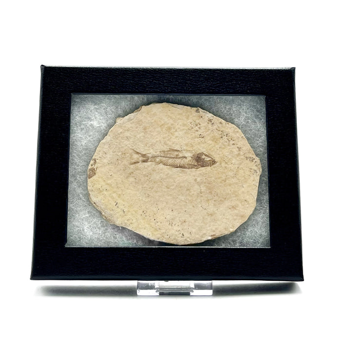 Fossilized fish specimen in a black frame on a white background