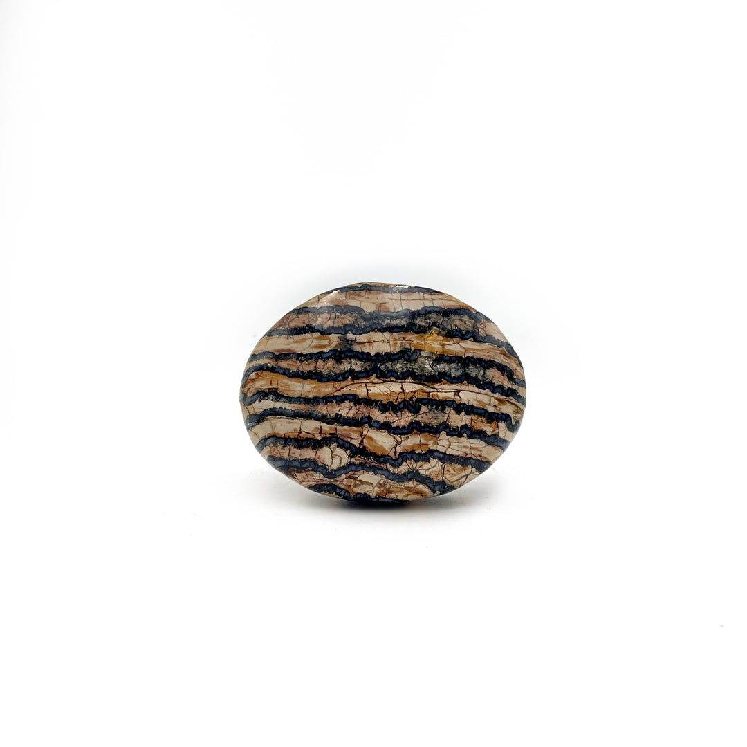 Polished Mammoth Tooth Fossil