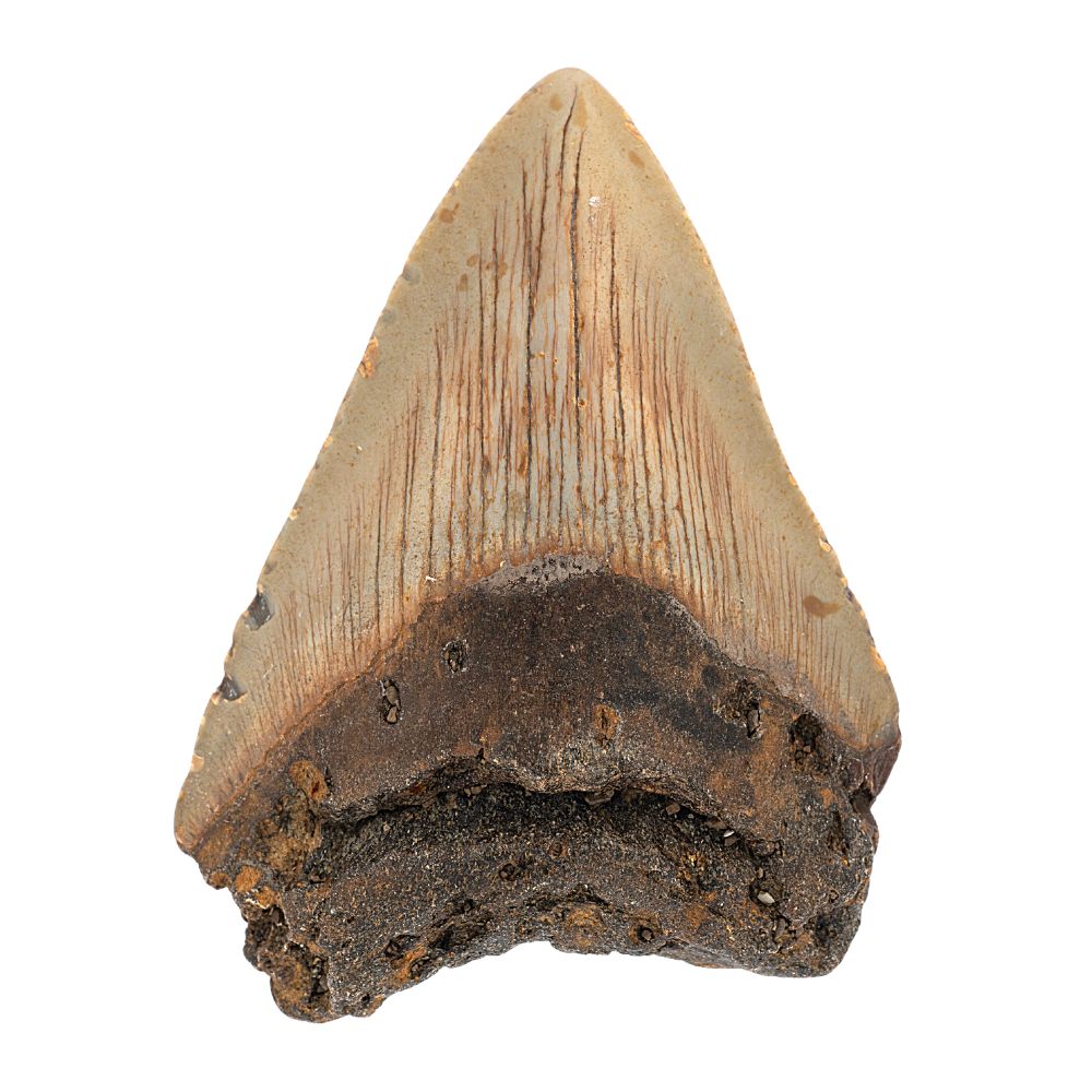 Megalodon Tooth- 3.5 Inches