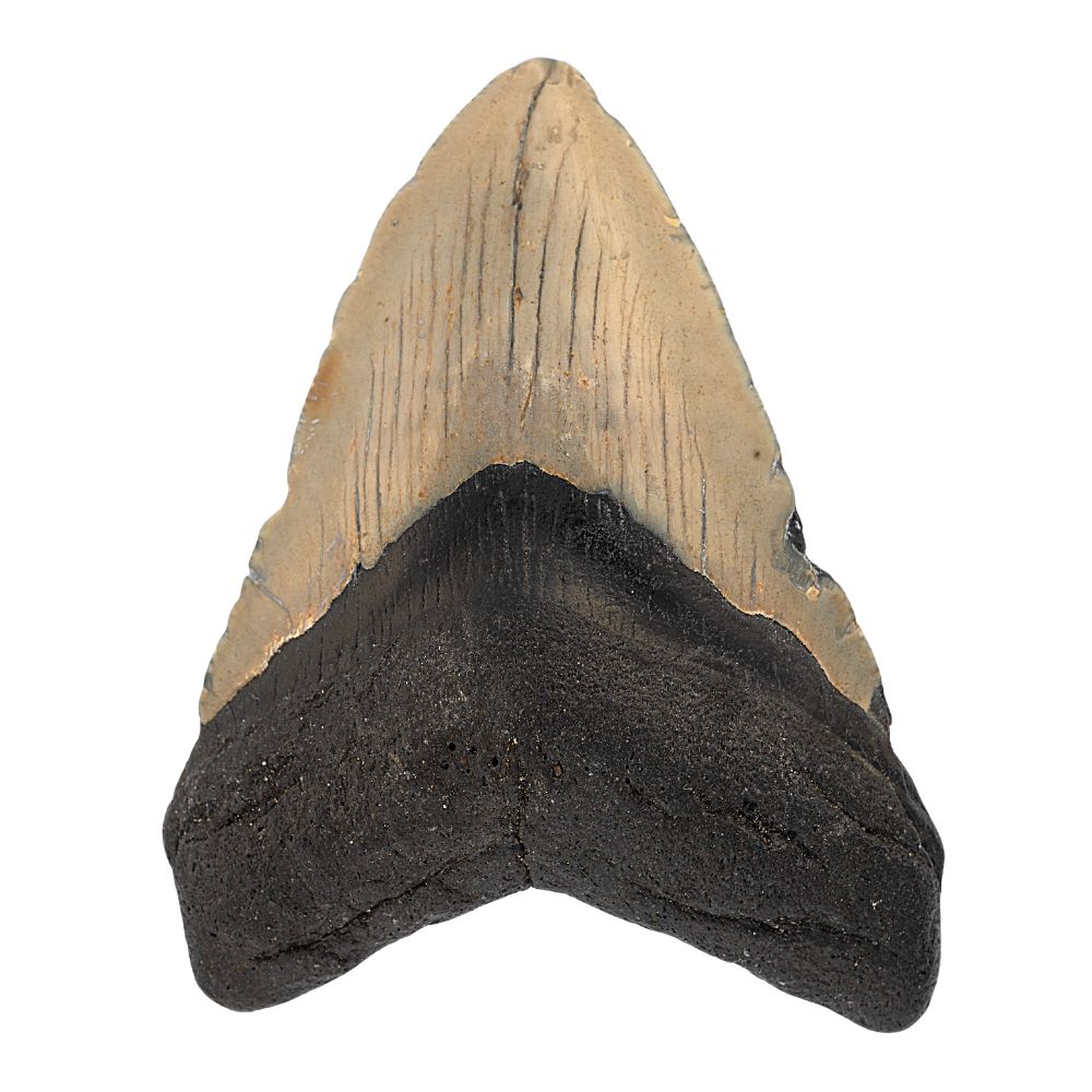 Megalodon Tooth- 3.5 Inches