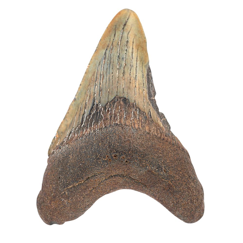 Megalodon Tooth- 3 Inches