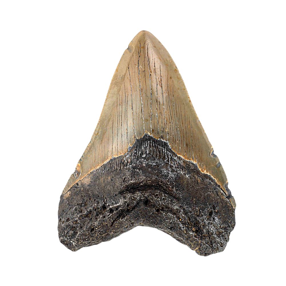 Megalodon Tooth- 4 Inches