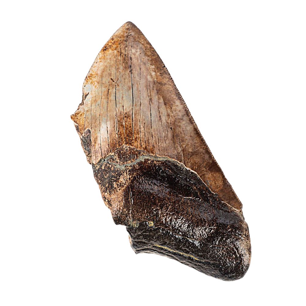 Megalodon Tooth - Extra Large