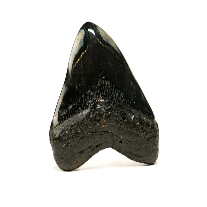Collector's Polished Megalodon Tooth 5.75 Inches