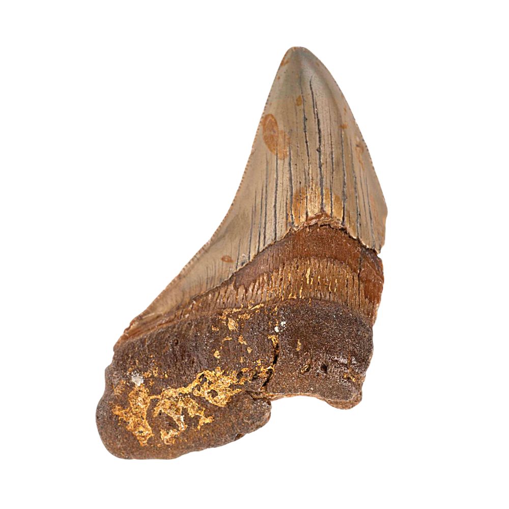 Megalodon Tooth - Large