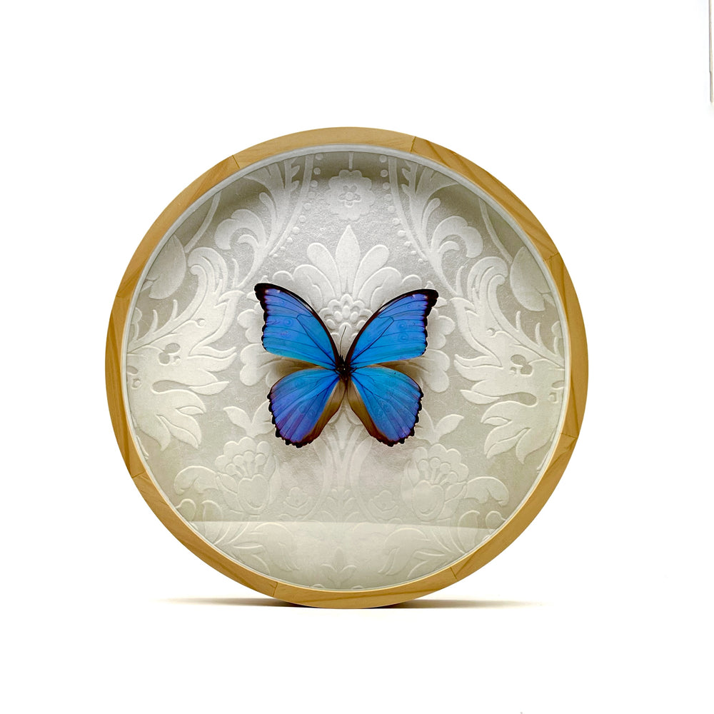 blue morpho real butterfly round frame with white floral fabric background