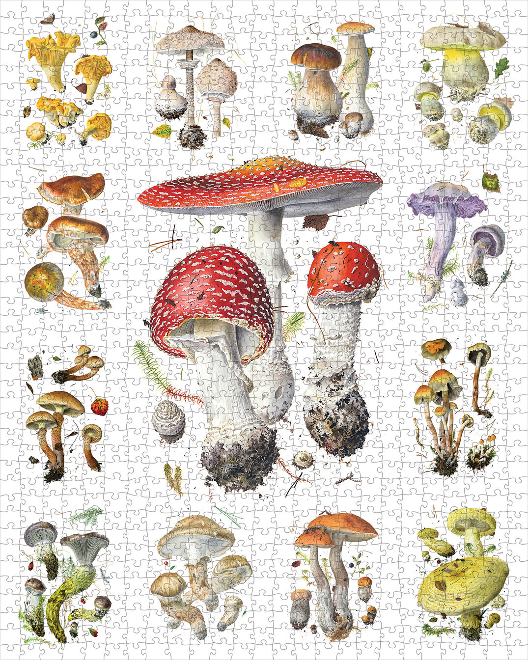 Mushrooms Puzzle- 1000 Pieces