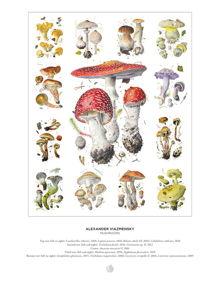 Mushrooms Puzzle- 1000 Pieces