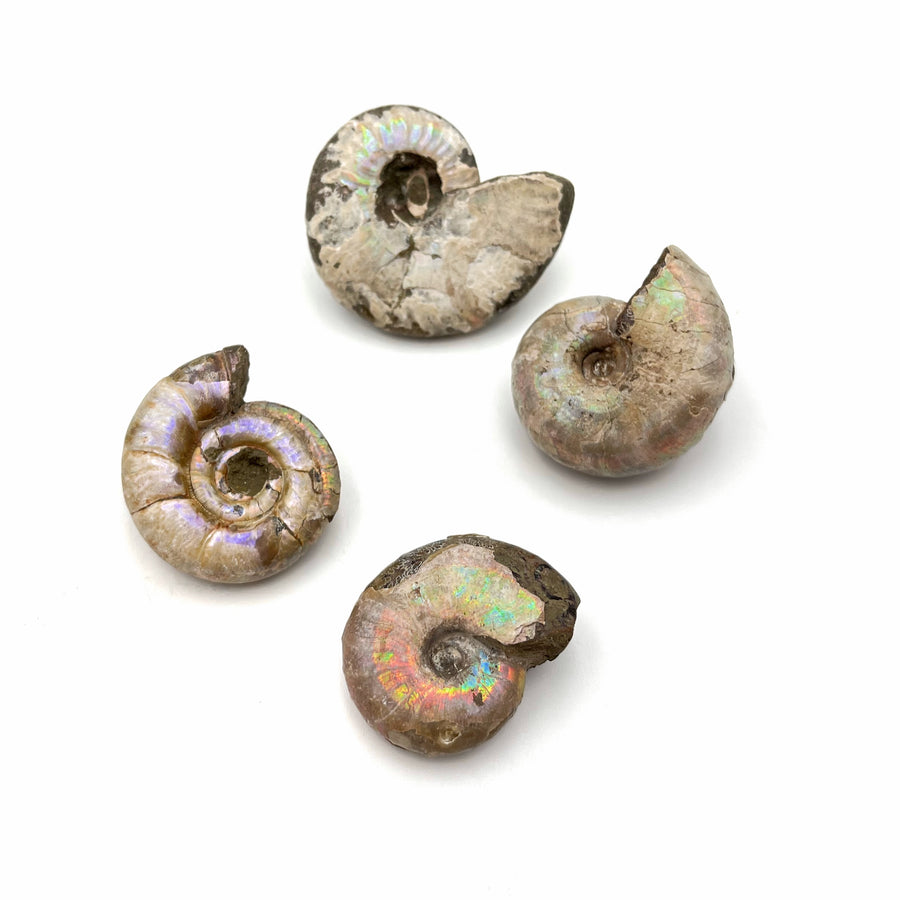 four different ammonite fossils are shown, each with different shades and coverage of the mother of pearl iridescence