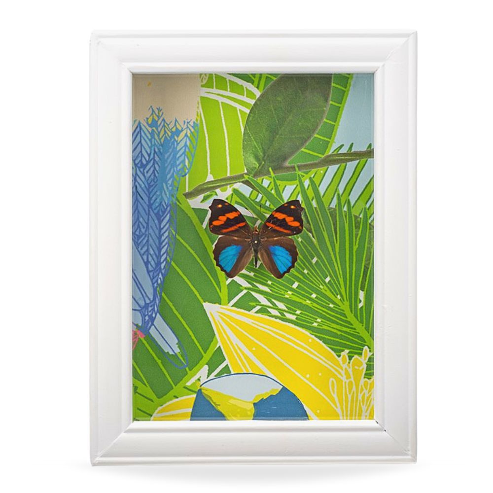 Orea Banner Butterfly Frame – Houston Museum of Natural Science