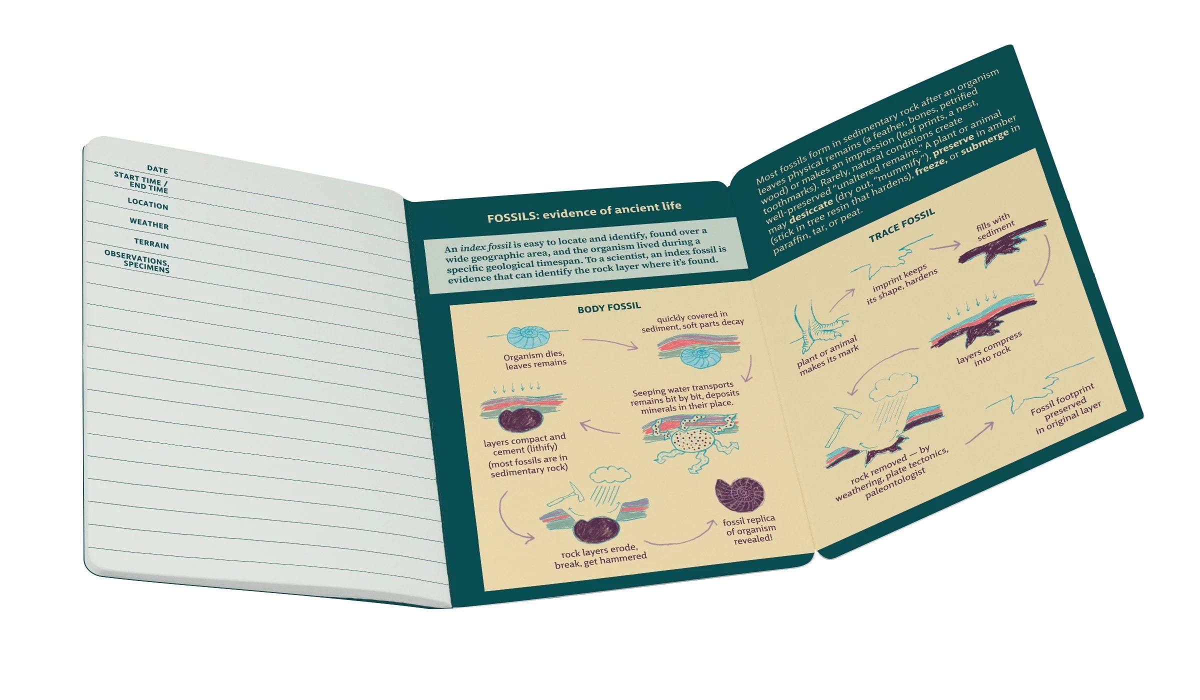 Paleontology Field Notebook