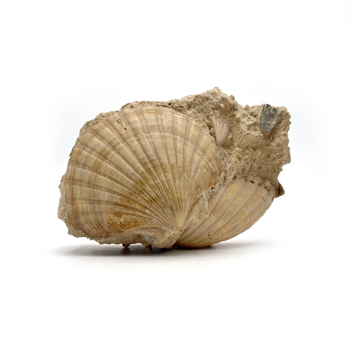 Pecten Fossil