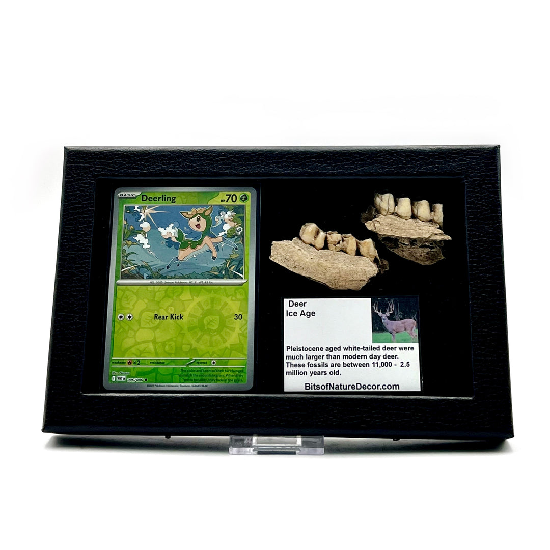 Deer jaw fossil pieces with a Deerling Pokemon card in a black frame against a white background