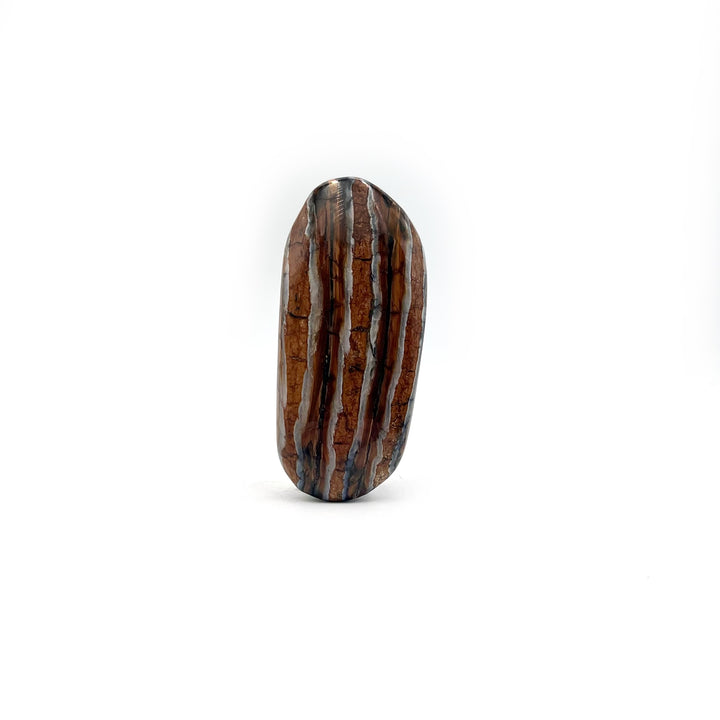 Polished Mammoth Tooth Fossil