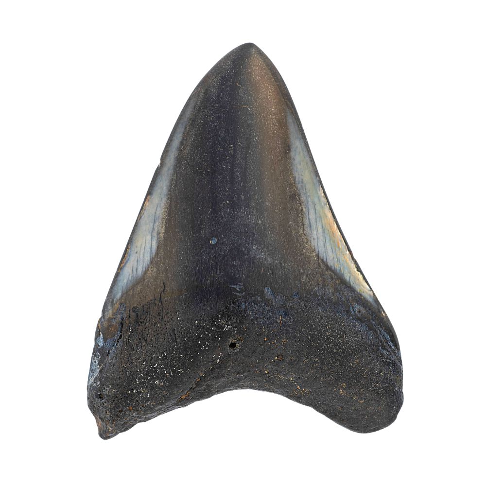 Polished Megalodon Tooth- 3 Inches
