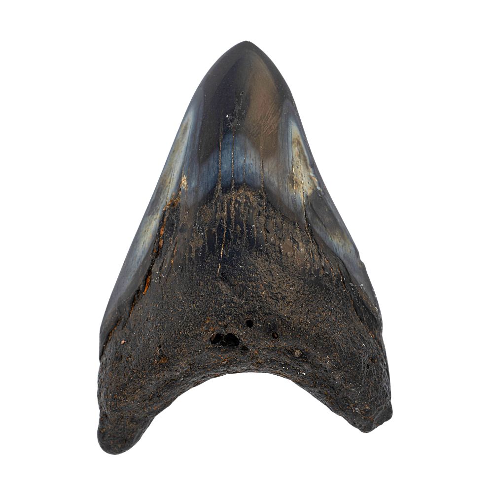 Polished Megalodon Tooth- 3 Inches