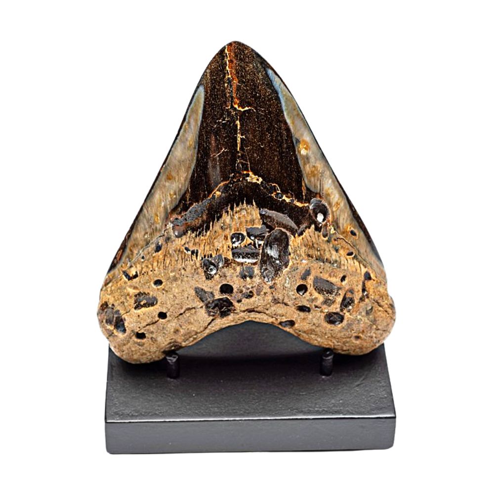 Polished Megalodon Tooth- 5 Inches