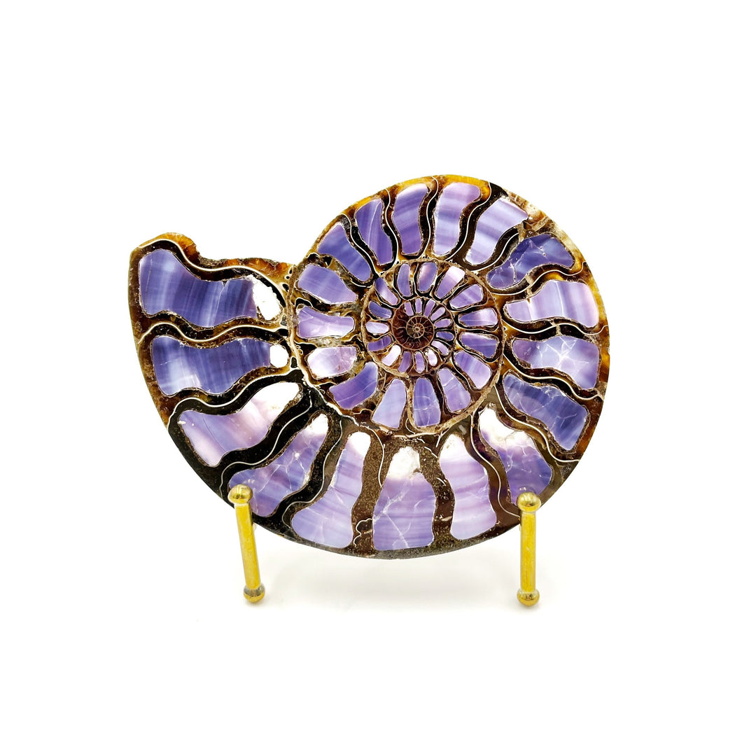 Ammonite with Purple Shell Inlay, 12.4cm