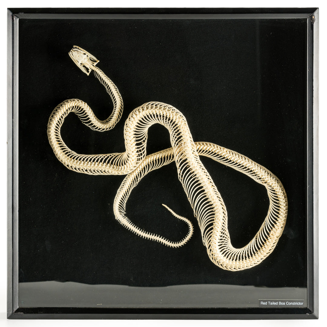 Red Tailed Boa Constrictor Snake Skeleton Shadowbox