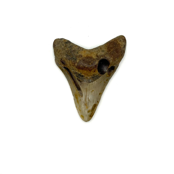 Megalodon Tooth- 3 Inches