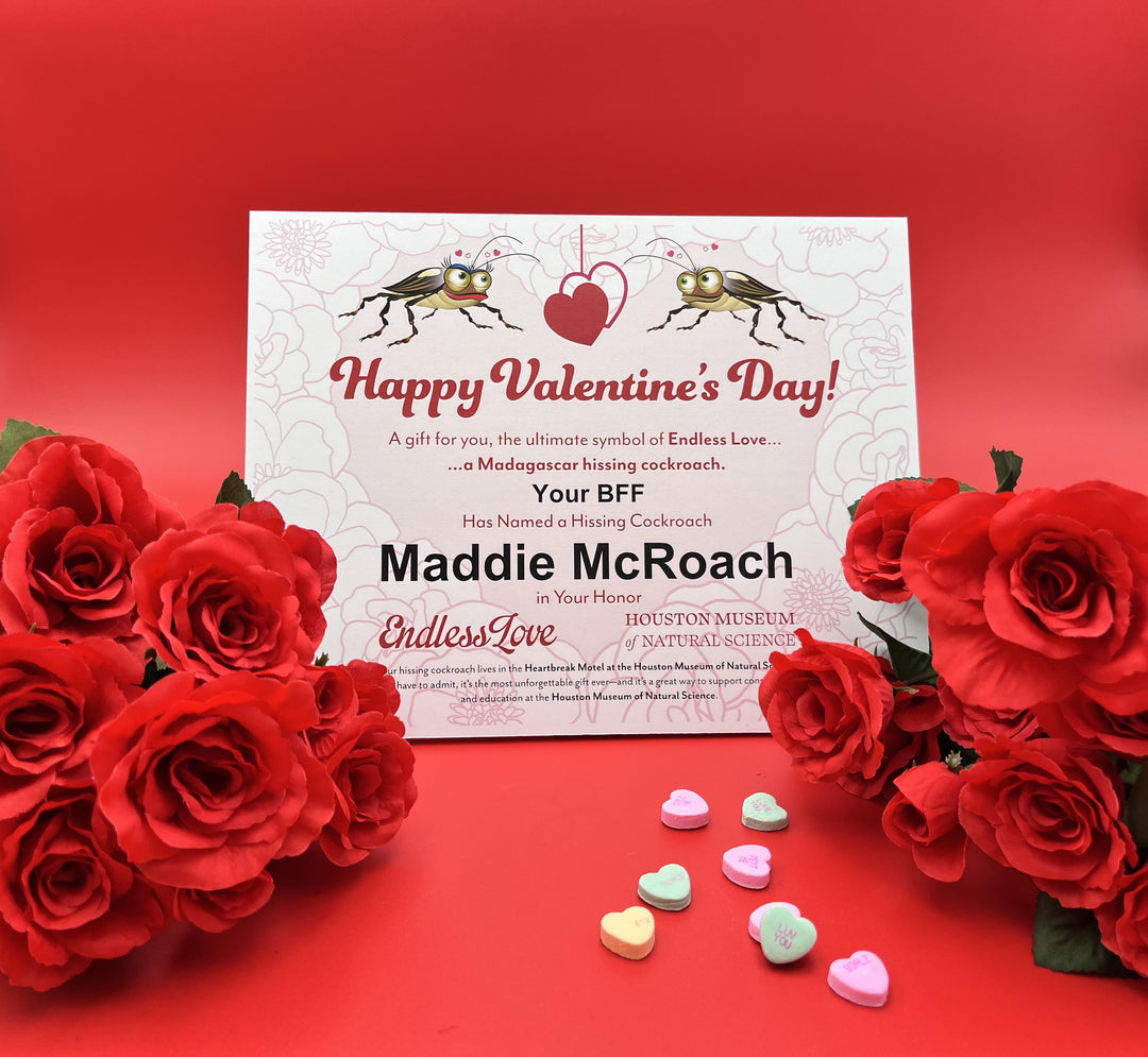 Endless Love- Name a Roach Digital Certificate
