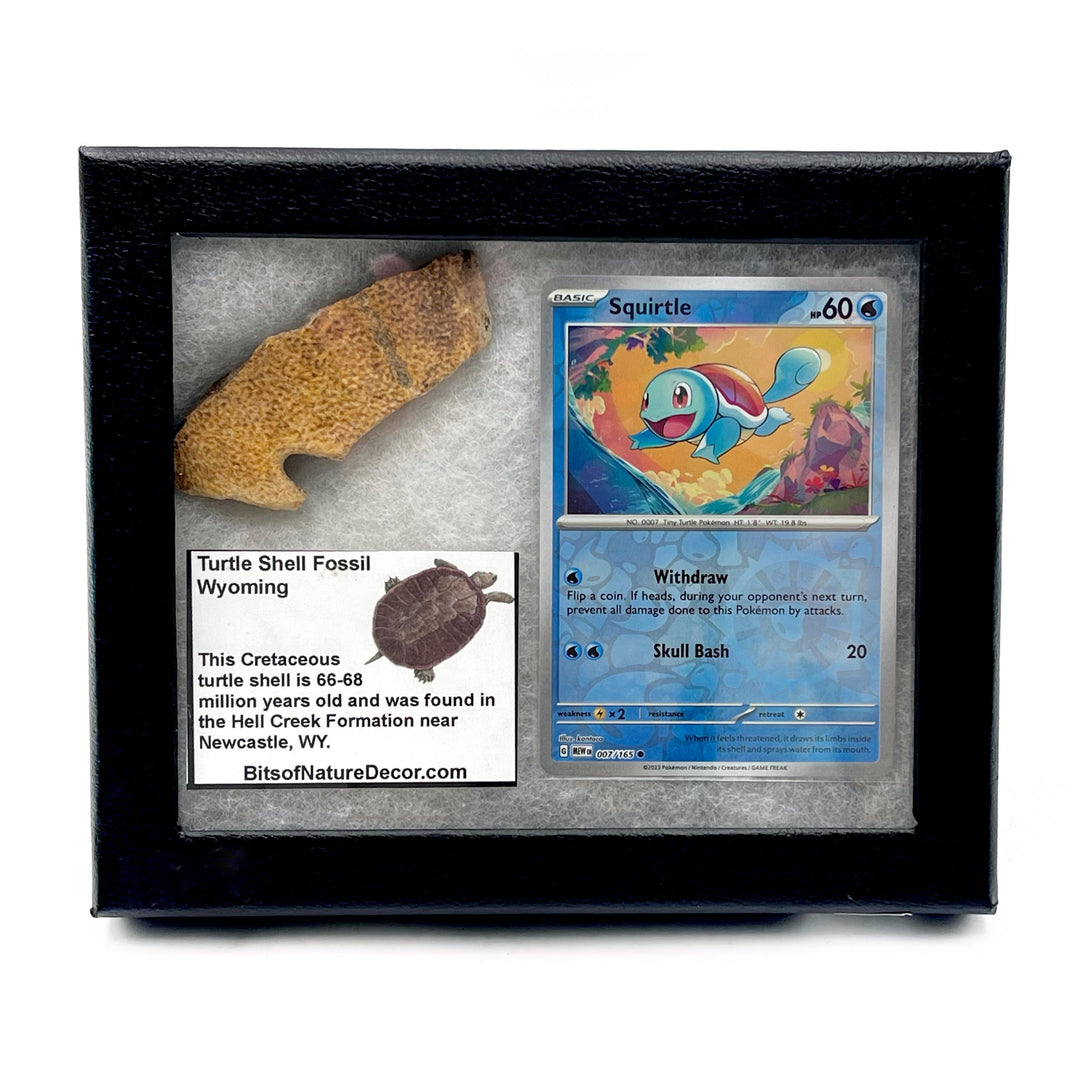 *FINAL SALE*  Turtle Shell Fossil Collector Box- Squirtle