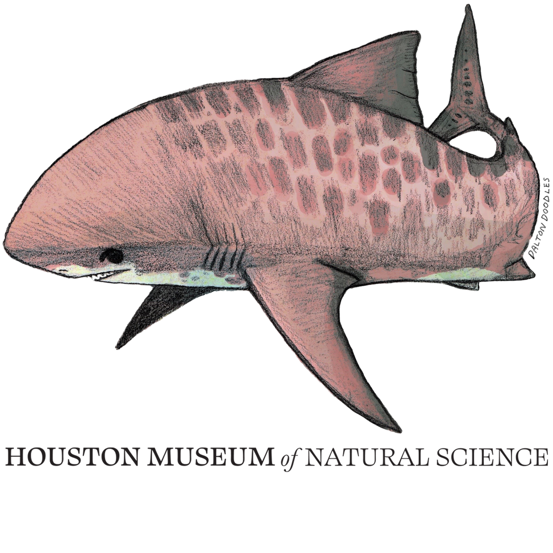 Tiger Shark HMNS Sticker