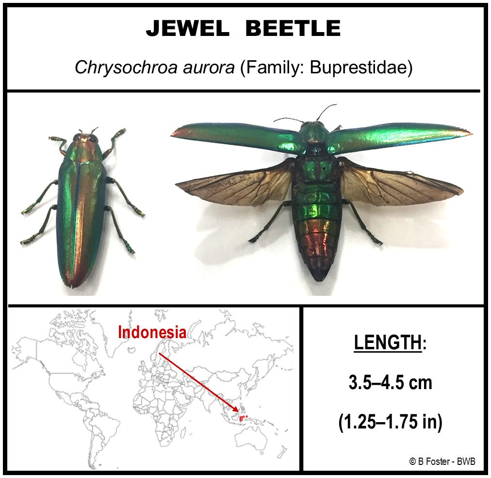 Jewel Beetle Acrylic Box