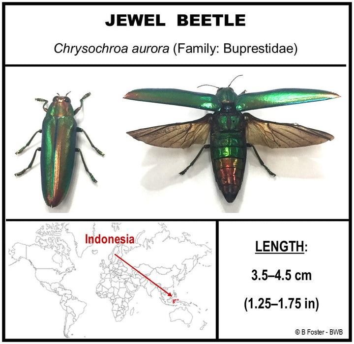 Jewel Beetle Acrylic Box