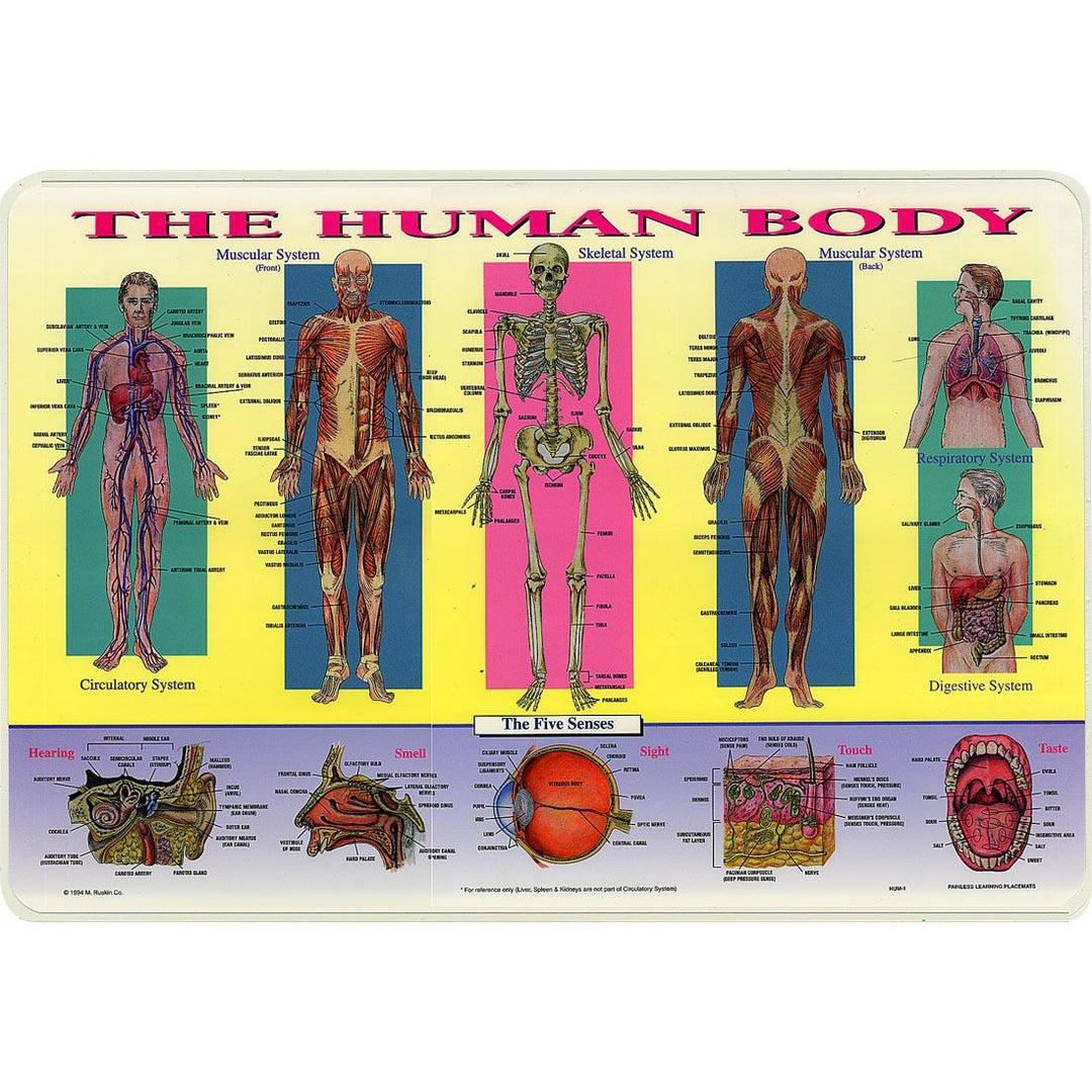 Human Body Anatomy Placemat