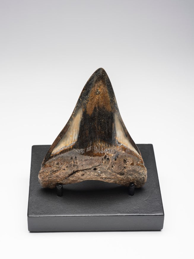 Polished Megalodon Tooth- 3.5 Inches