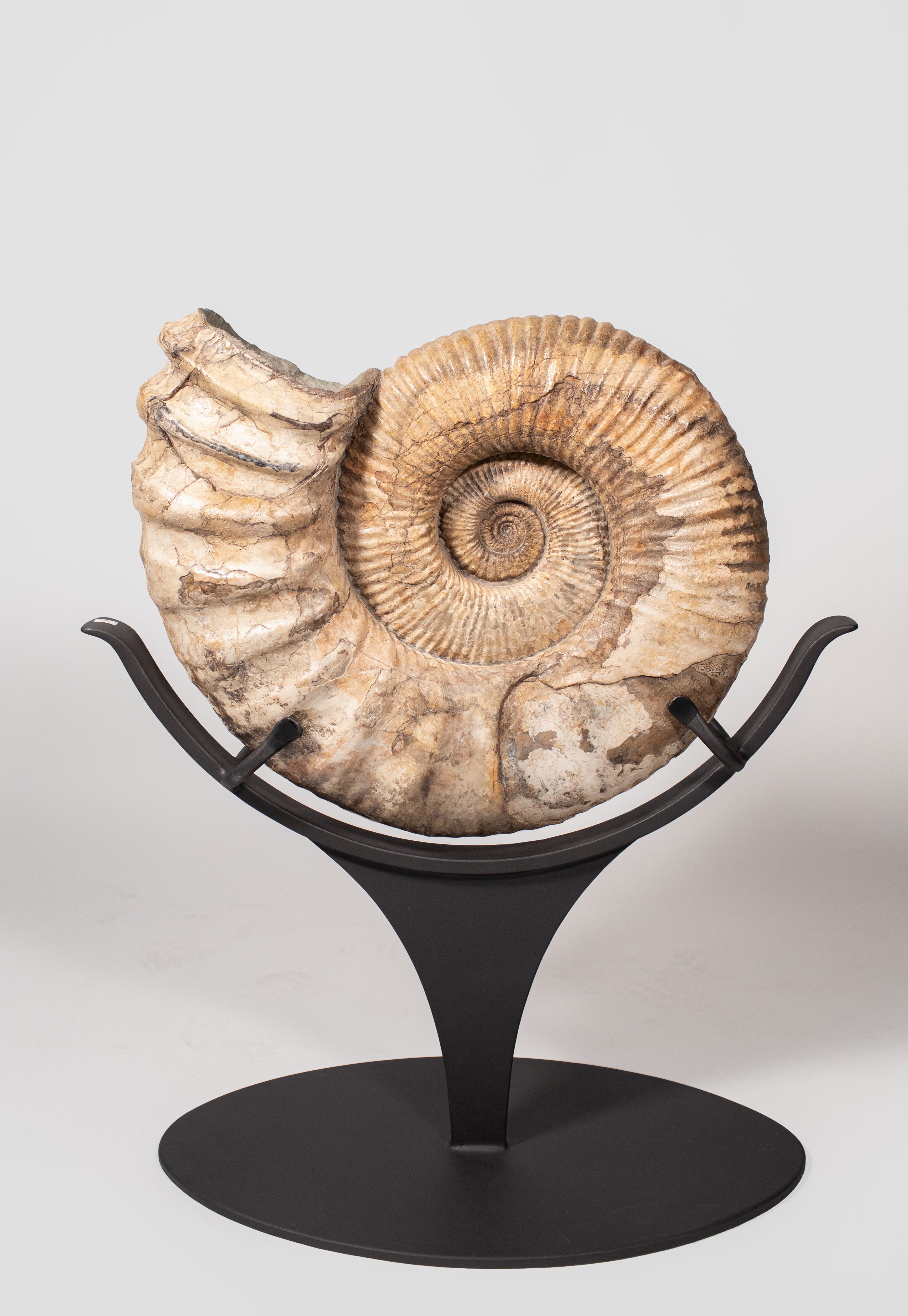 Giant Ammonite Fossil with Stand