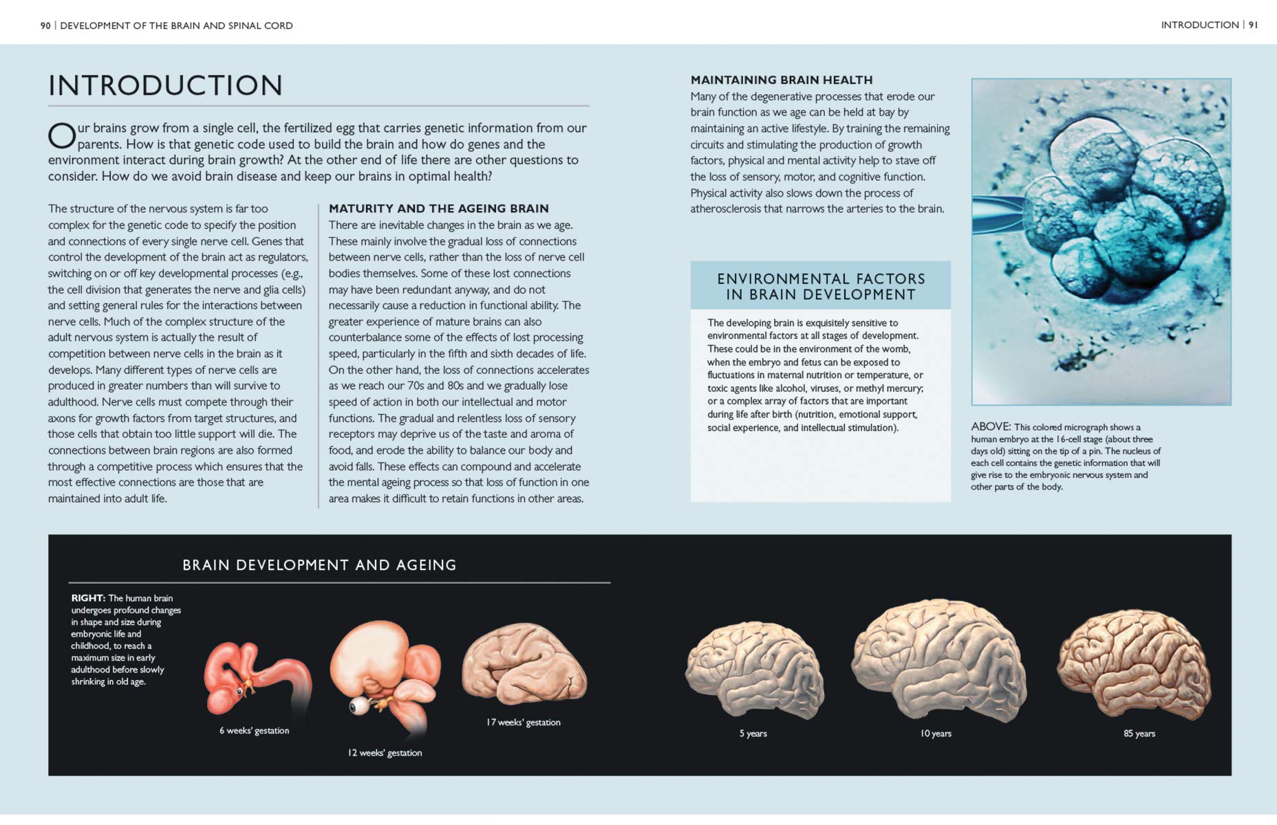 The Brain Book