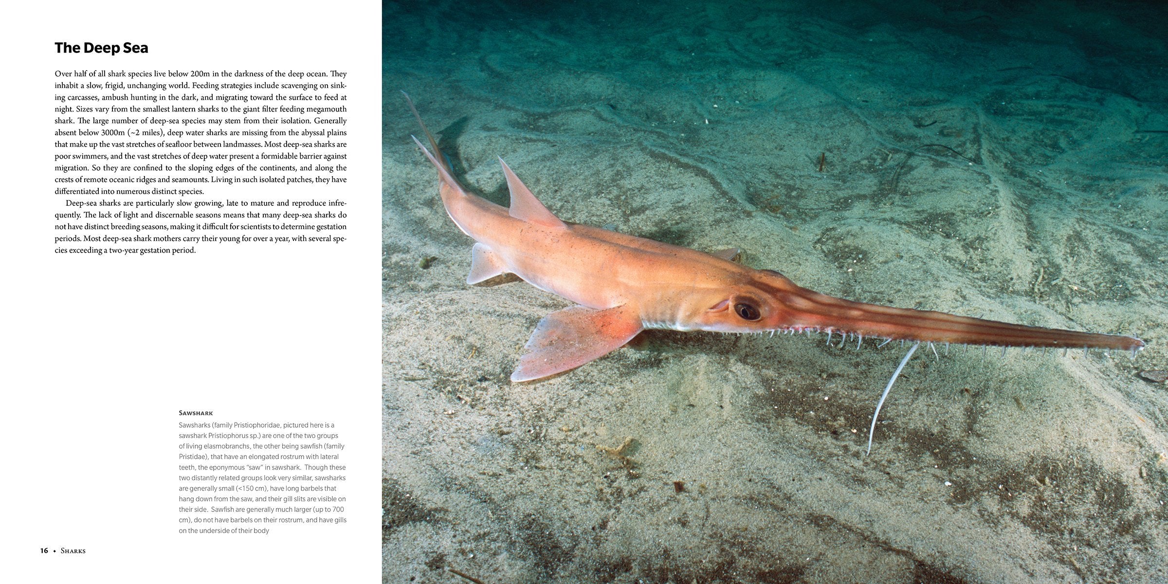 Sharks Ancient Predators in a Modern Sea