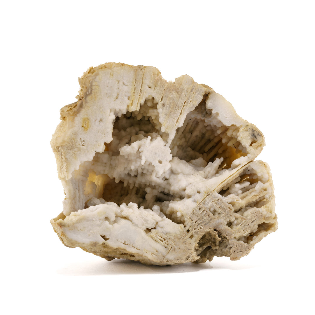 Agatized Druzy Coral