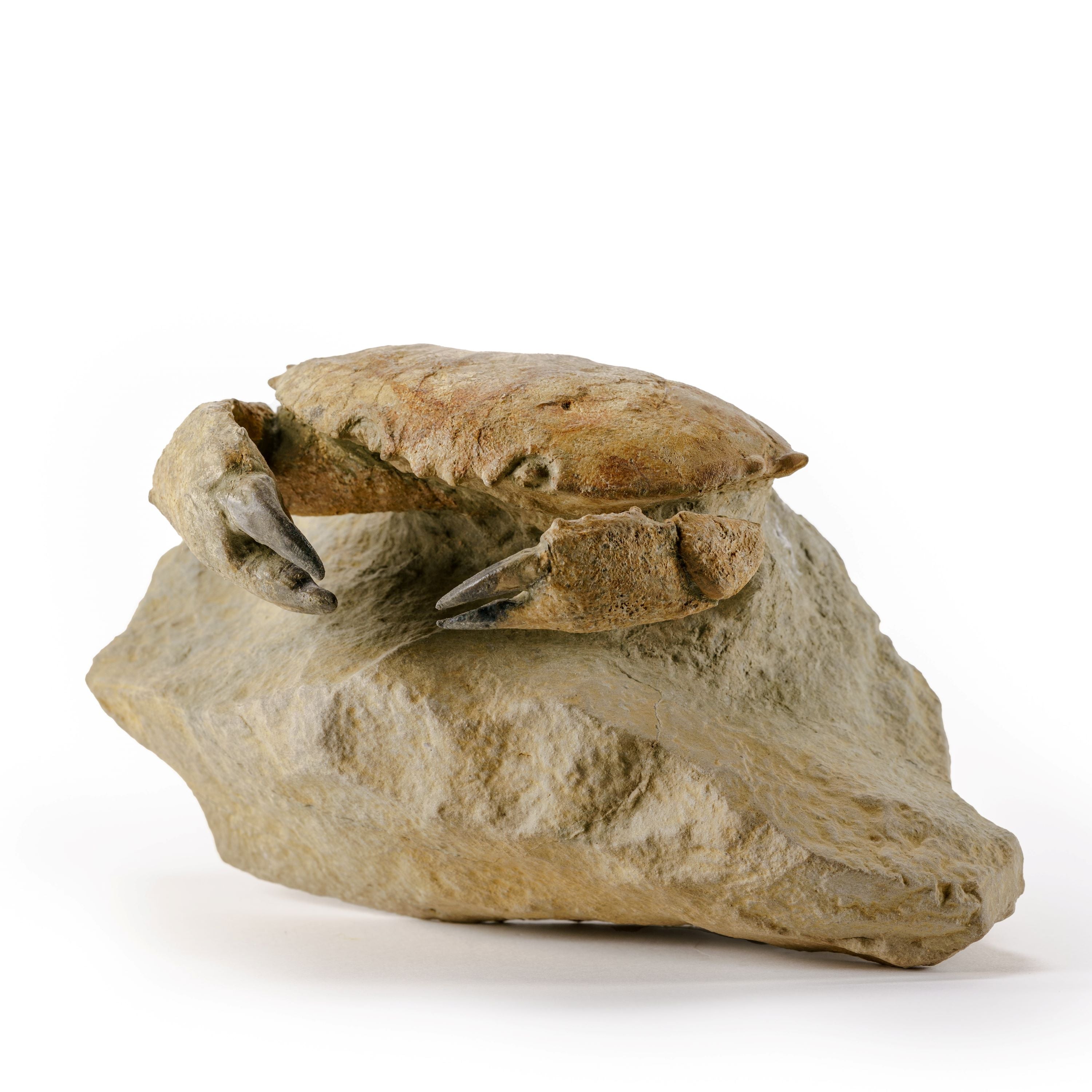 Fossil Crab