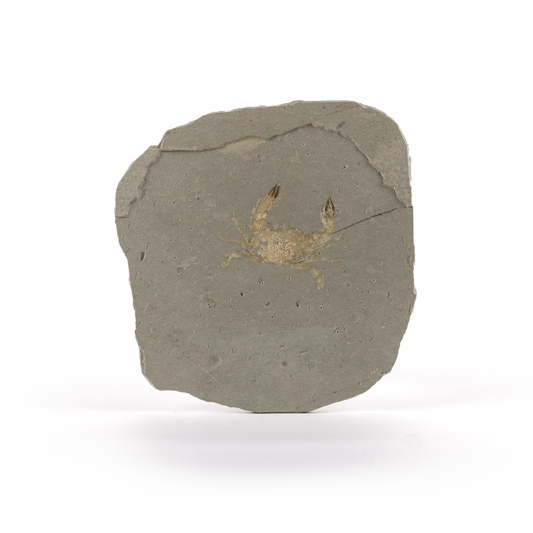 Small Fossil Crab Slab