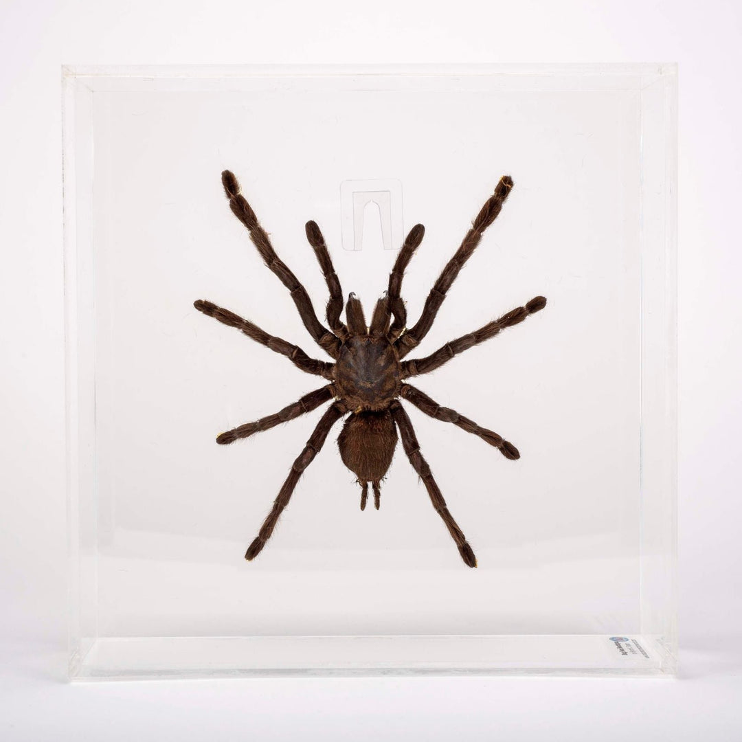 Black Birdeater Tarantula Acrylic Box