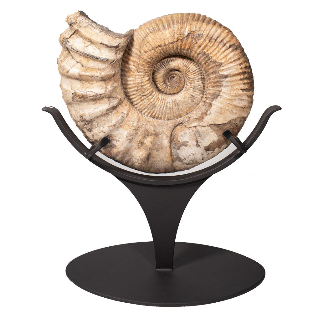 Giant Ammonite Fossil with Stand